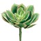 Allstate Echeveria Soft Touch Artificial Floral Pick Spray - 6" - Green and Pink